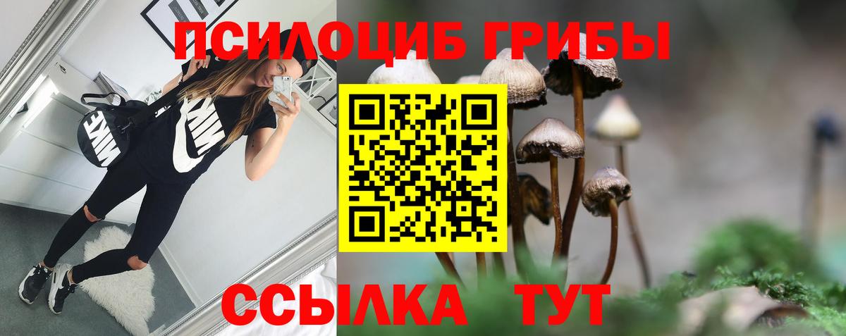 Псилоцибиновые грибы Cubensis Обь
